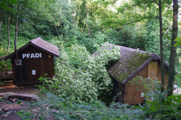 Baumentfernung